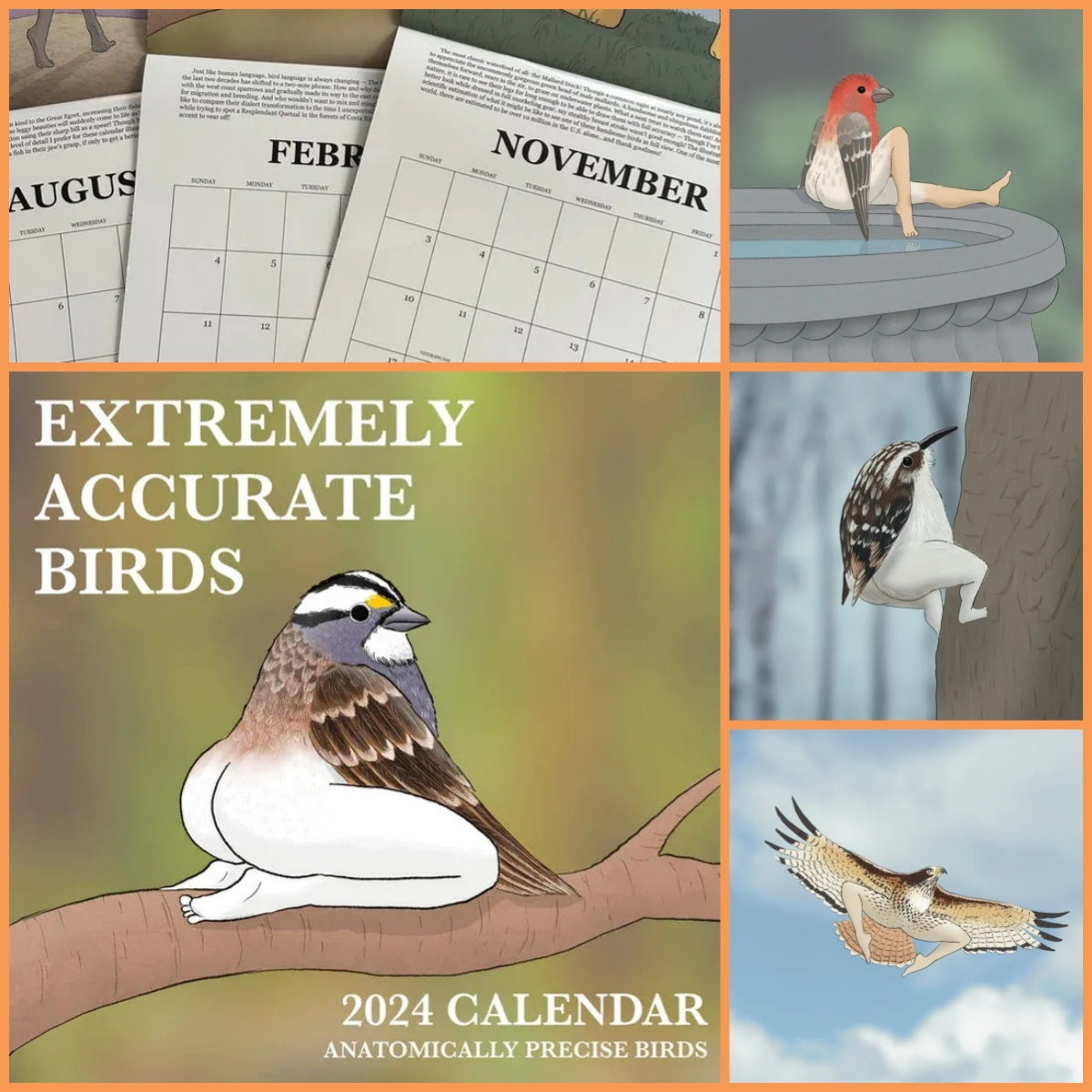 Extremely Ac2024 curate Birds Calendar Decorative Wall Monthly Calendar For Bird Lovers Room Calendars For Bedroom Living - Nyaabs